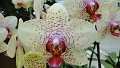 x_Szlovenia-orchideafarm (12)